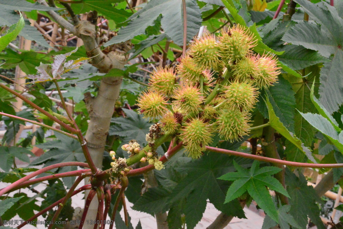 蓖麻 大麻子 草麻 果实 花卉 花草 园林景观 绿化景观 果品果实 生物世界