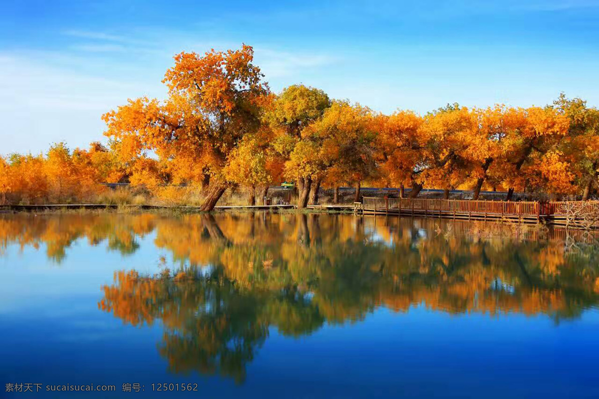 沙漠胡杨 不朽 坚强 峥嵘岁月 怪树 自然景观 自然风景