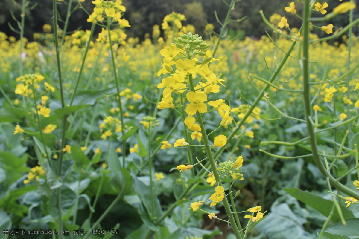 油菜花 春天 花草 生物世界 白云山油菜花 psd源文件