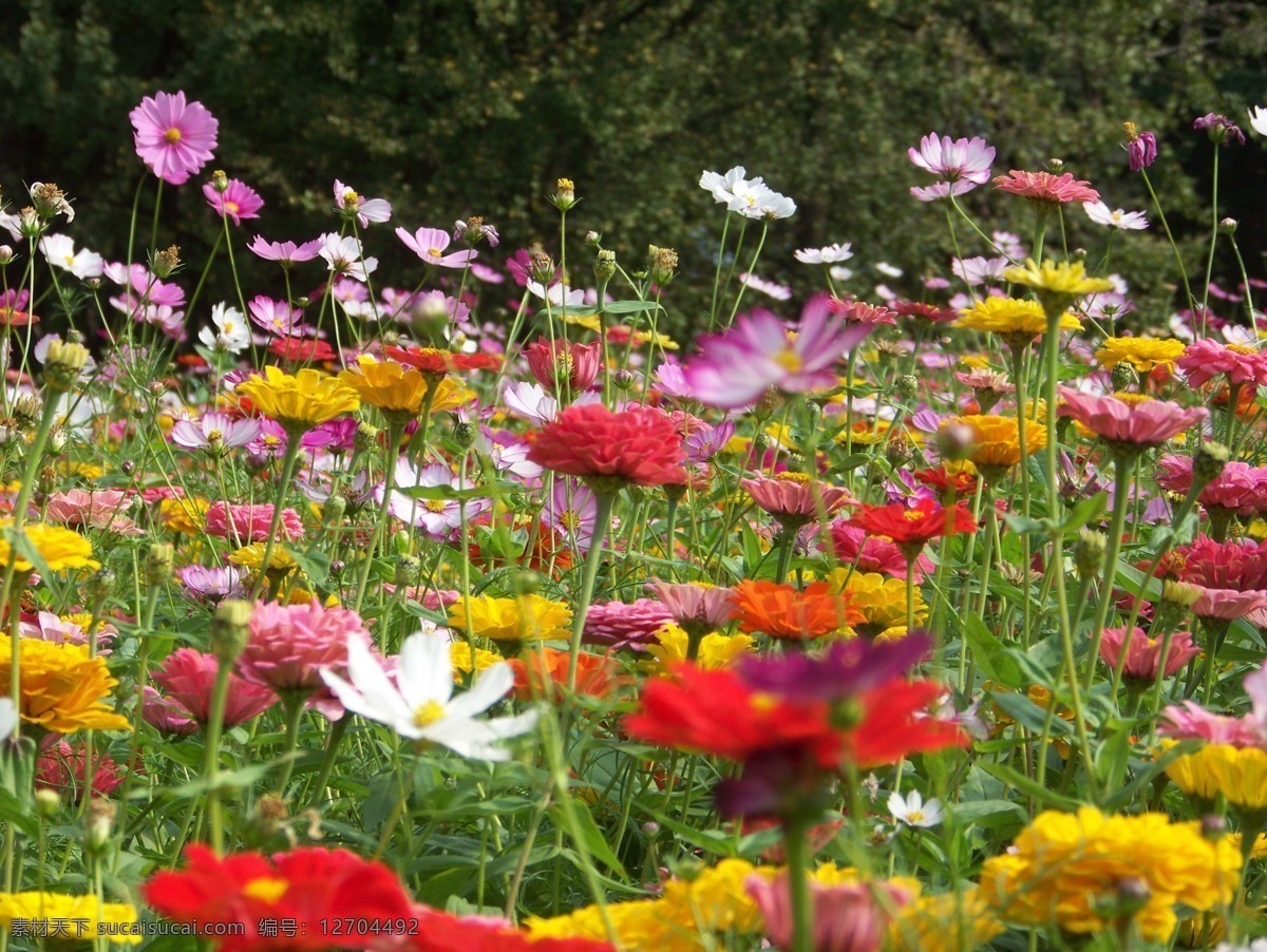 花丛风景 太阳花 花海 花丛 小花 花朵 格桑花 花草景观 自然风景 自然景观