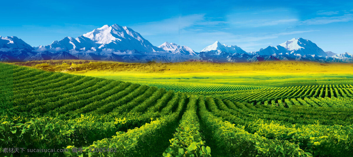 雪山 下 茶园 茶 风景 高清 蓝天 种植园 背景图片