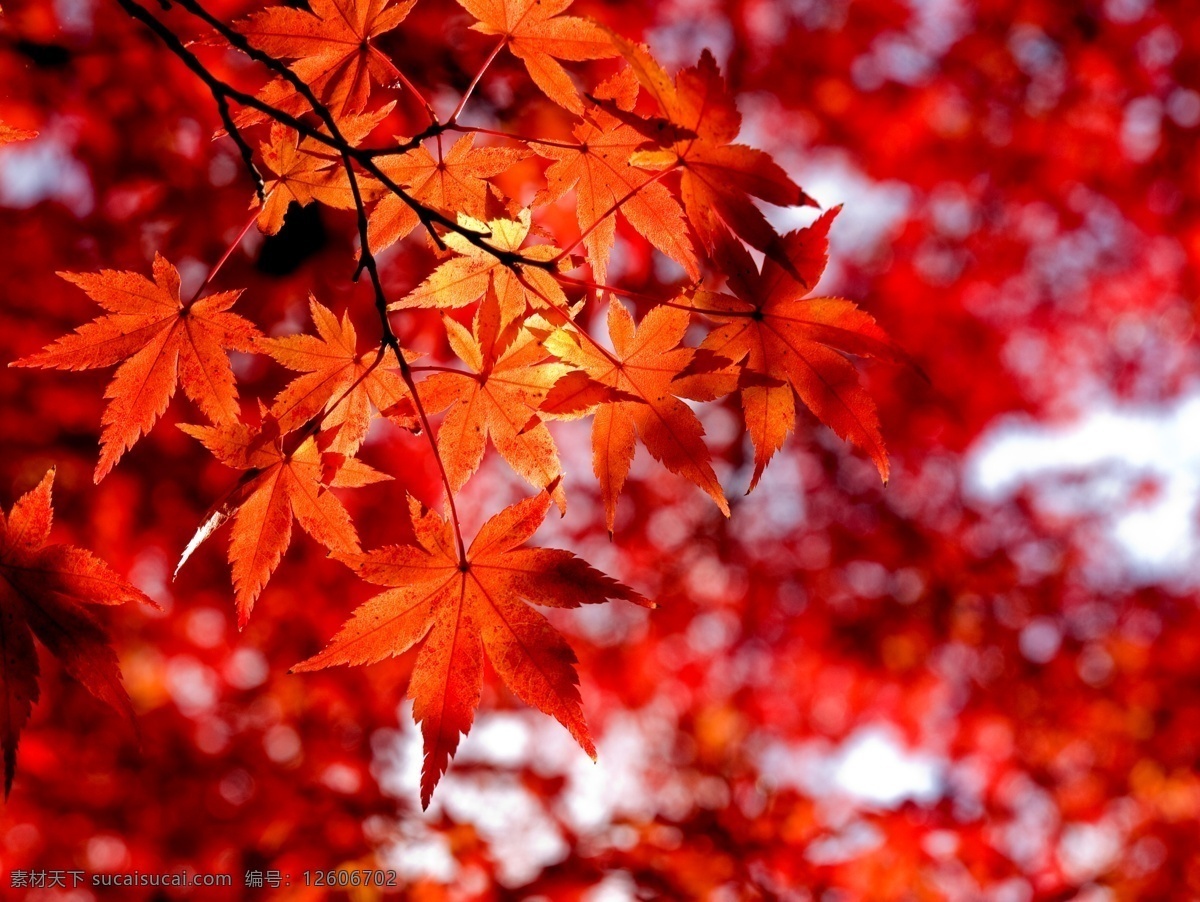 枫叶摄影 秋天风景 美丽风景 树叶 落叶 枫叶 黄叶 树木 枫树 树林 自然风景 自然景观 红色