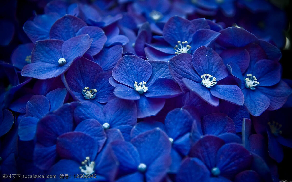 蓝色 紫阳 花 高清 花卉 花草 花朵 鲜花