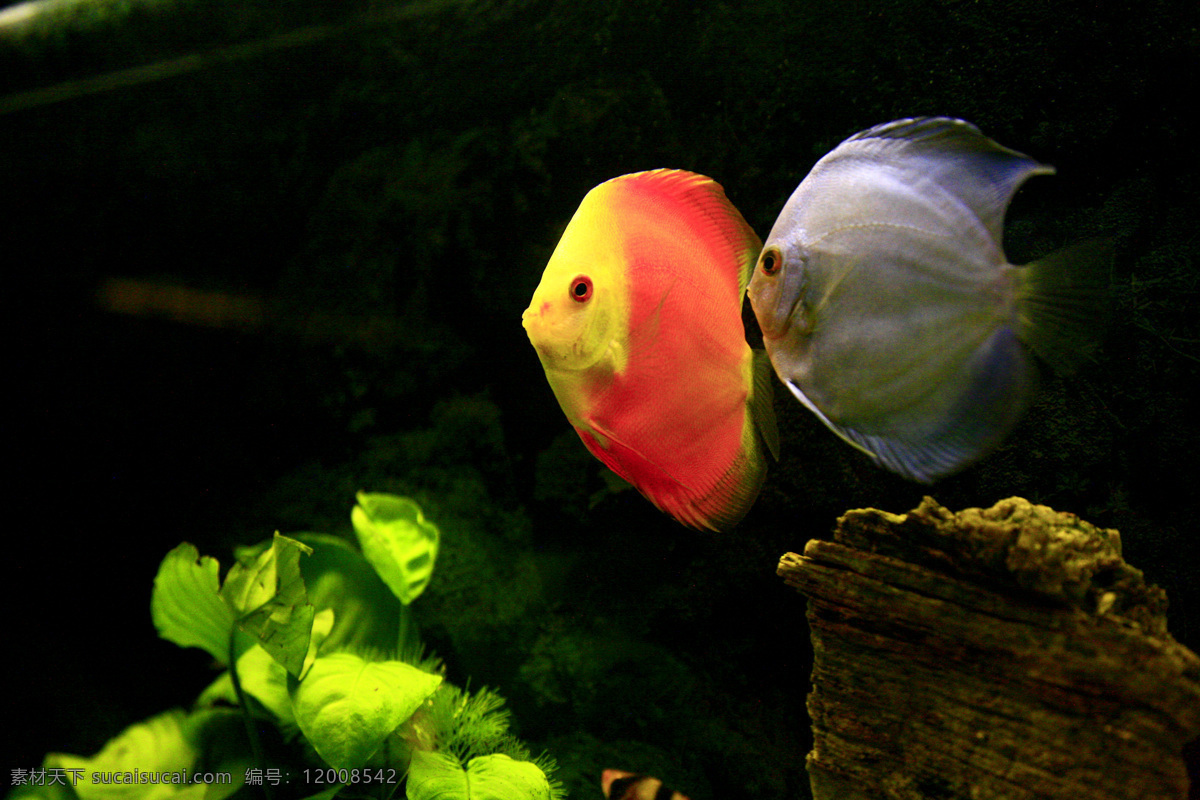 水 金鱼 美景 生物世界 意境 鱼 鱼类 水与金鱼 观赏鱼 摄影图集