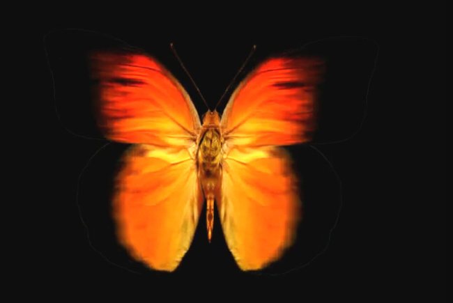 带 通道 抠 蝴蝶 视频 视频素材 蝴蝶视频素材 昆虫视频素材 红色 背景 彩色 其他视频
