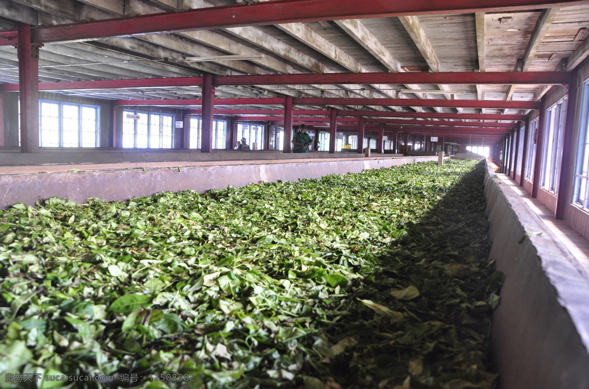 茶叶烘干 茶叶 生产线 茶厂 绿色 环保 生活素材 生活百科