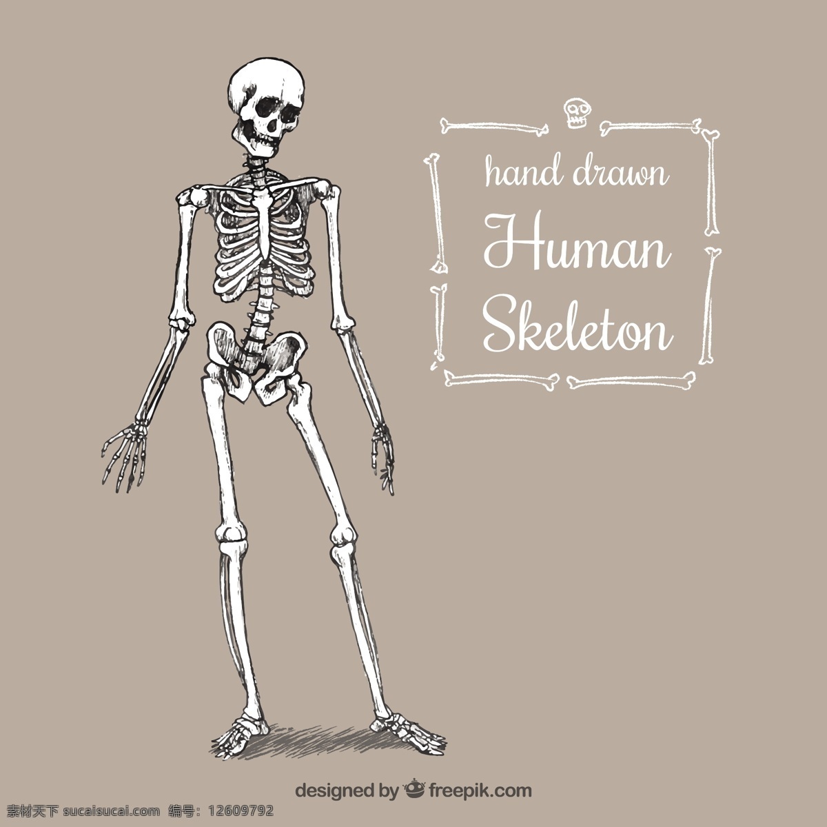 手绘人体骨骼 一方面 手绘 人力 制图 人体骨架 系统绘制 骨头 草图 零件 粗略的 身体的一部分 头盖骨 骨骼 灰色