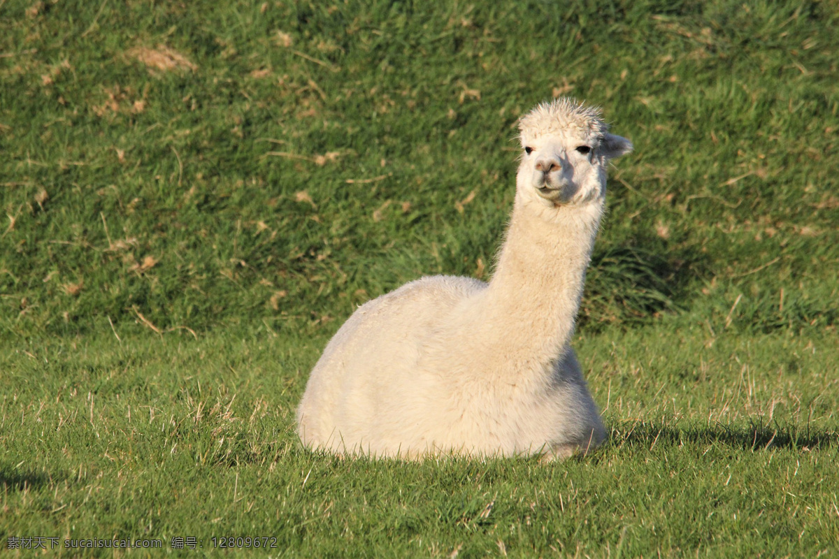 羊驼 草泥马 哺乳动物 动物 vicugna pacos alpaca 宠物
