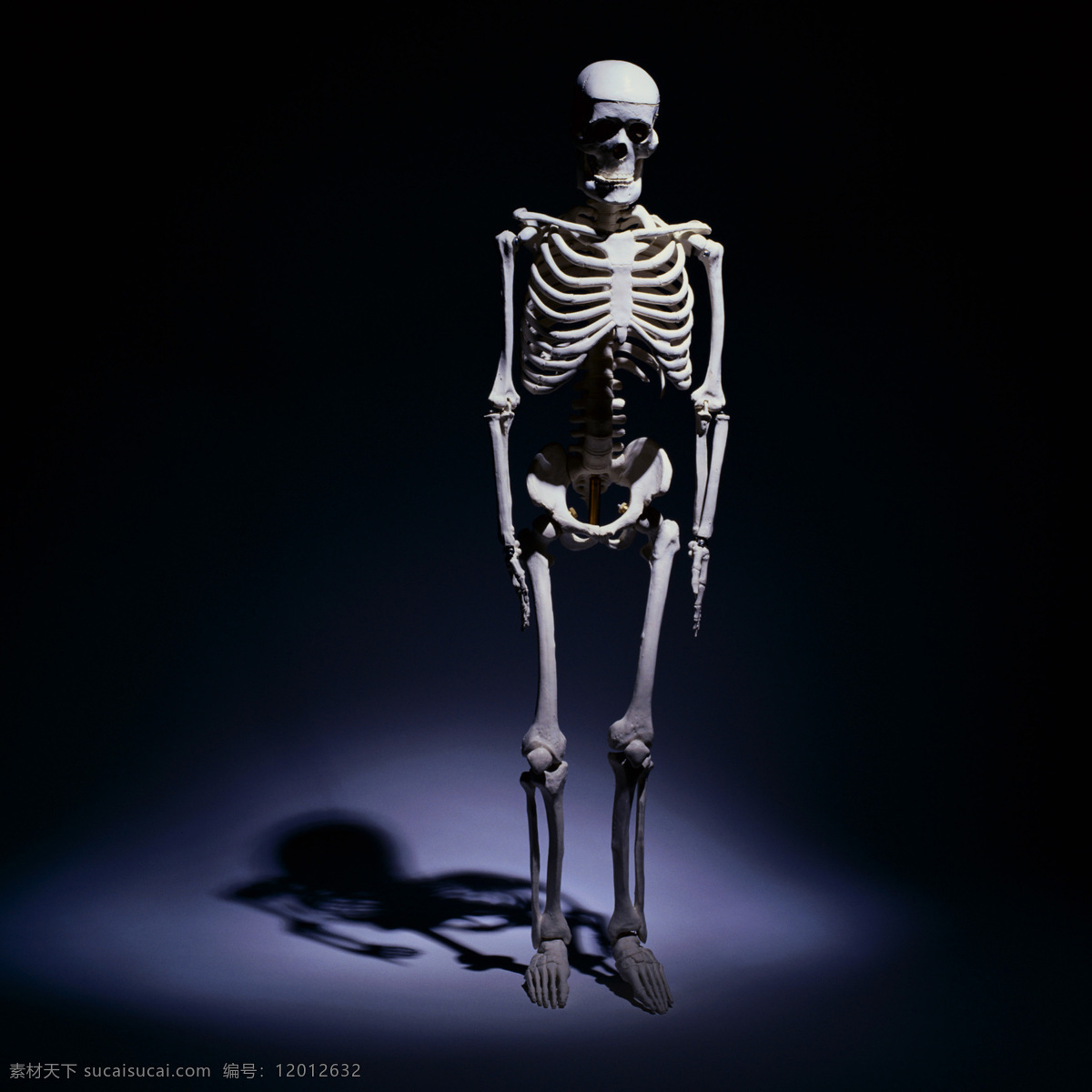 人体骨骼 人体 骨骼 人骨 骨头 医学 模型 透视 骷髅 自然摄影 生活百科