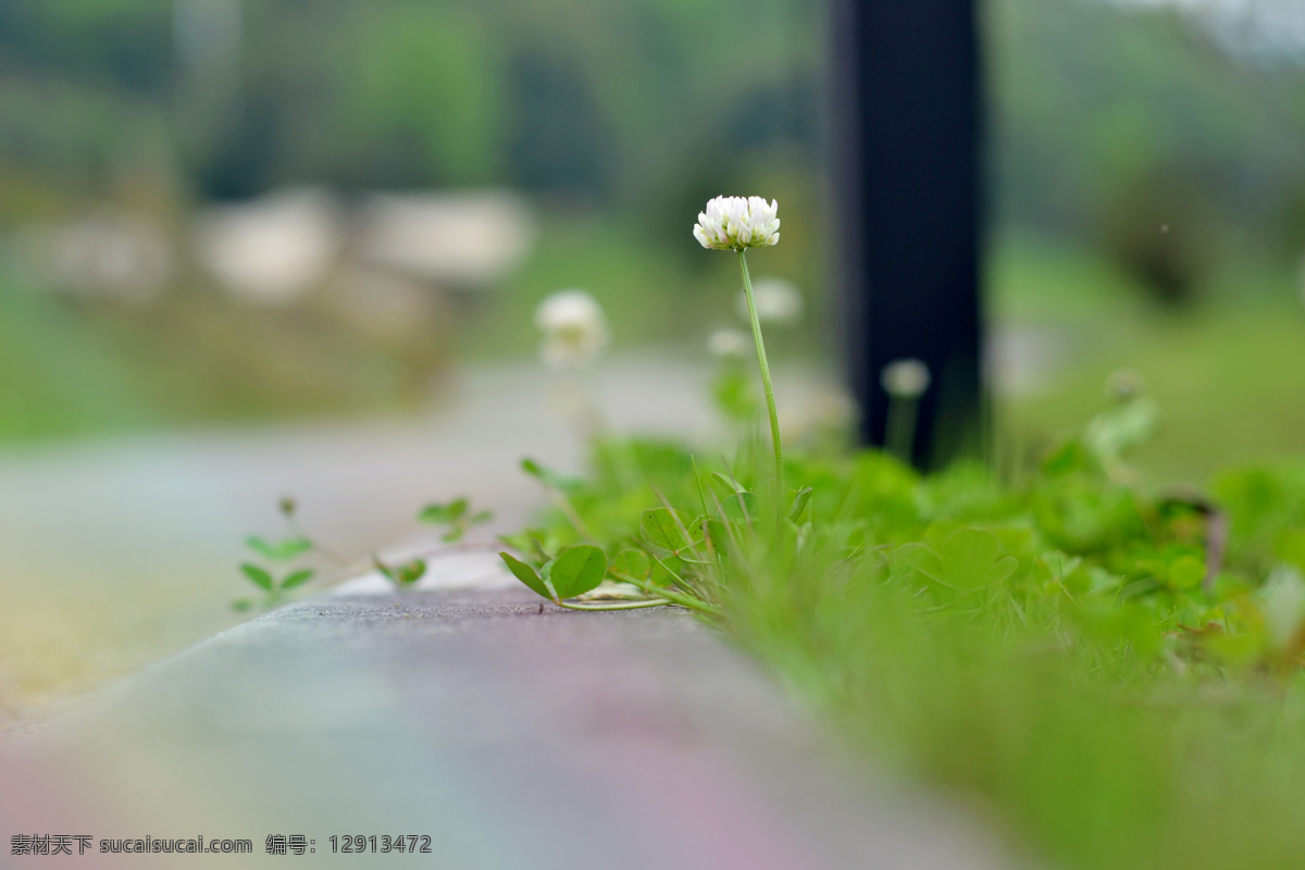 野花 公路 清新 春天 唯美 梦幻 电脑桌面 花草特写 花草拍摄 旅游摄影 自然风景