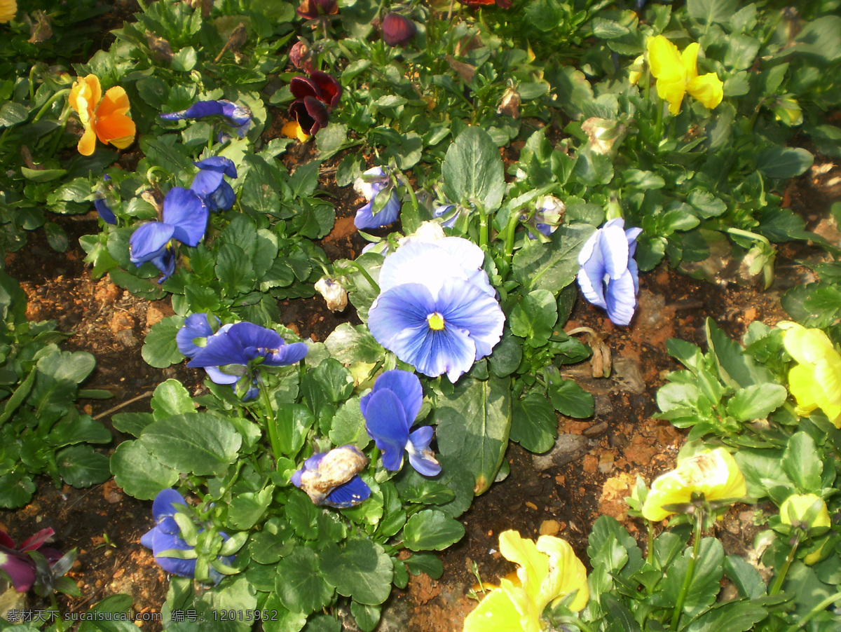 紫色三色堇 三色堇 黄色三色堇 花草 黄花 自然风景 绿色 环保绿化花草 鲜艳 蝴蝶花 百花争艳 蓝花 生物世界