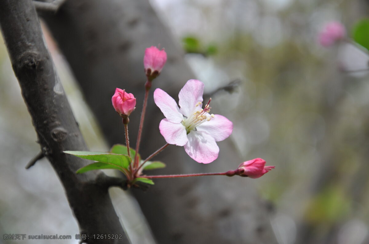 垂 丝 海棠 春天 公园 海棠花 花 花草 生物世界 树木 垂丝海棠 特写 psd源文件