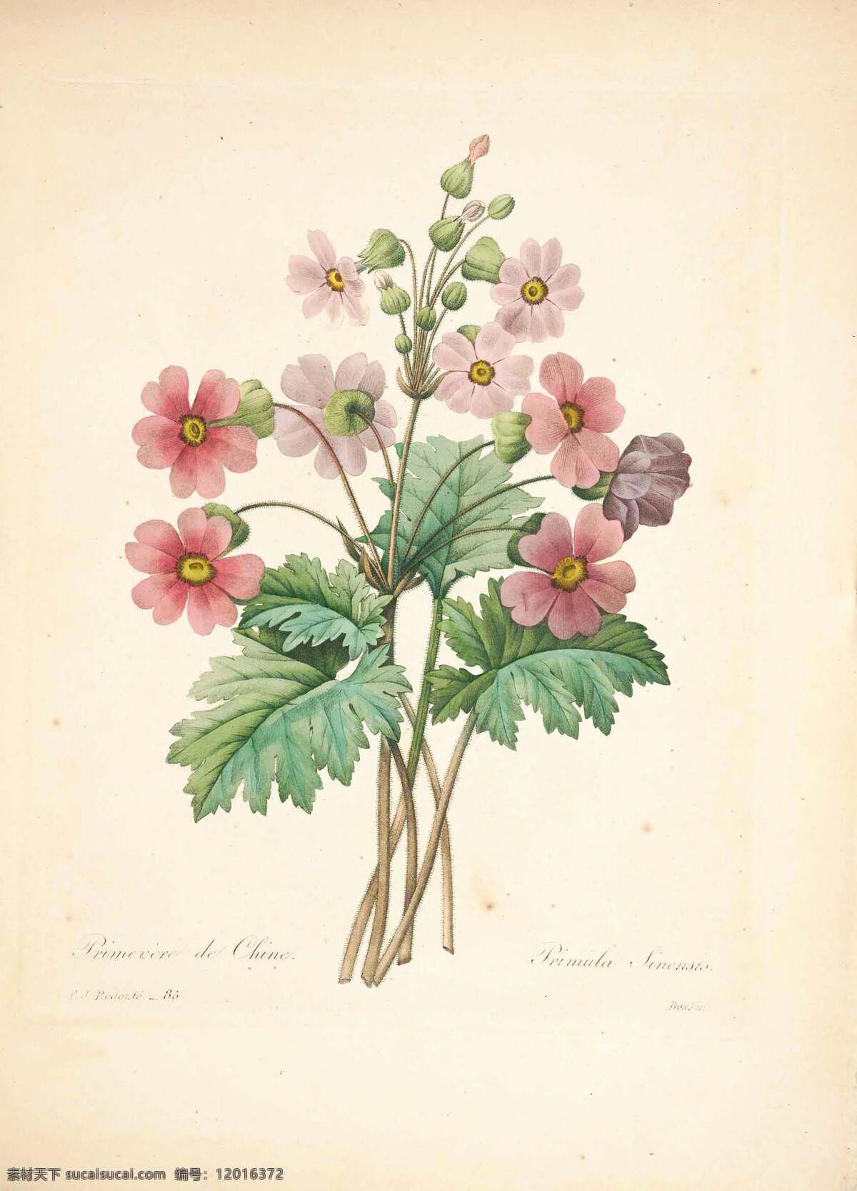 植物手绘 花类图鉴 田园 装饰画 墙画 手绘 未分层 文化艺术 绘画书法