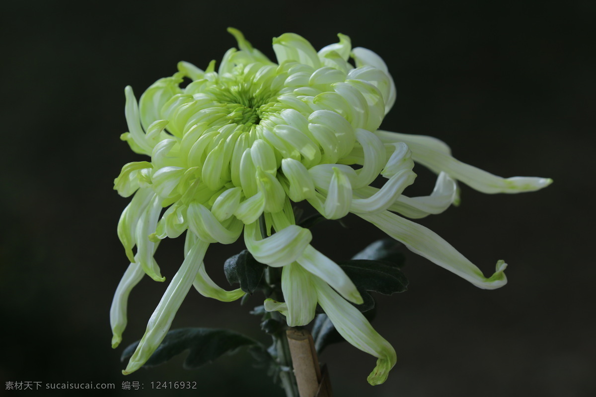 秋菊 观赏花卉 园艺 花卉素材 寿客 金英 黄华 陶菊 花卉 花儿 花草 花朵 花瓣 花蕊 菊菊花 生物世界
