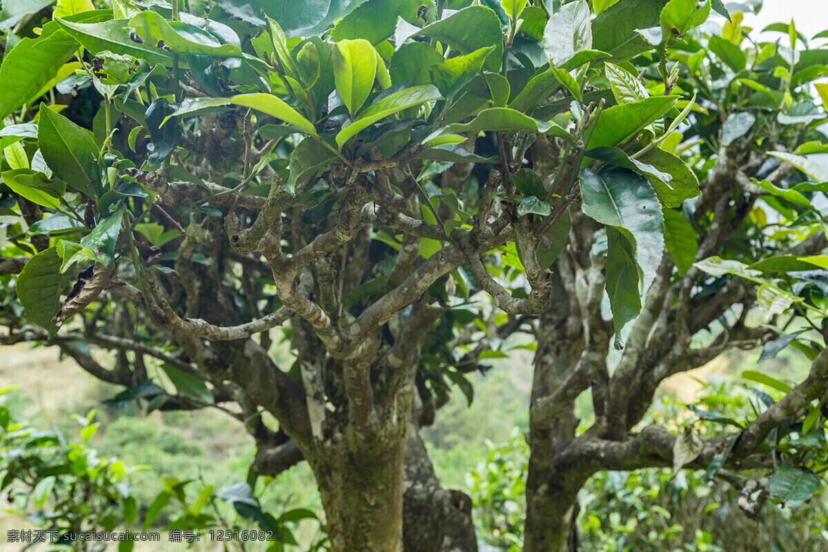 普洱古茶树 云南普洱 古树茶 生态茶园 大叶种 古茶树 鲜叶 茶叶 自然景观 田园风光