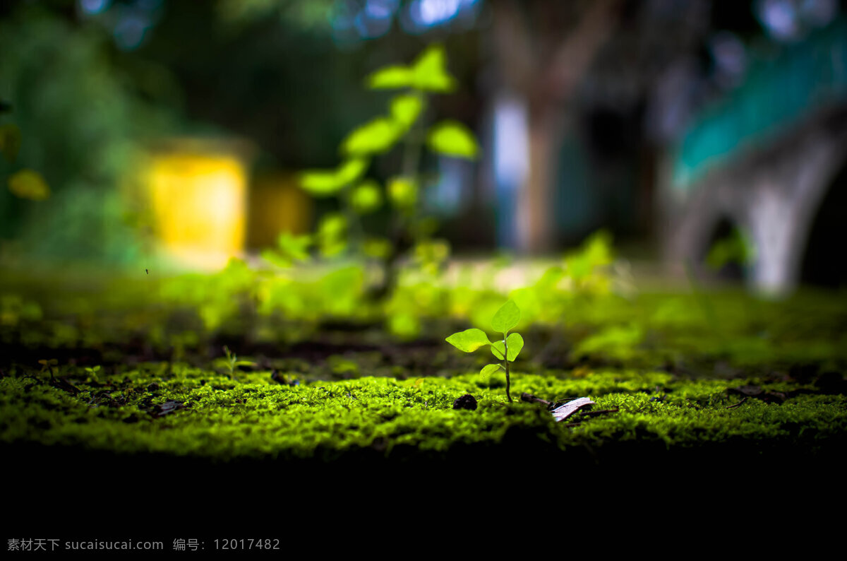 青苔 风景 清新 花草 绿色 自然景观 田园风光