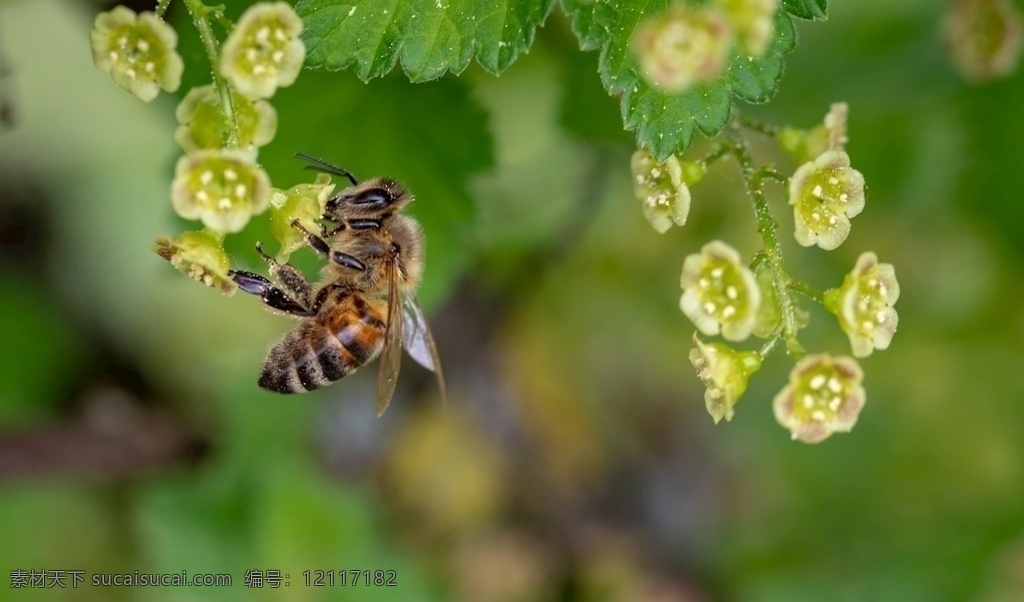 蜜蜂 蜂 小蜜蜂 小蜂蜜 生活百科 生活素材