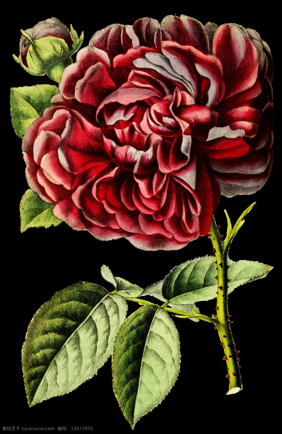 复古花朵背景 植物 复古 花朵 玫瑰 牡丹 薰衣草 背景 手绘