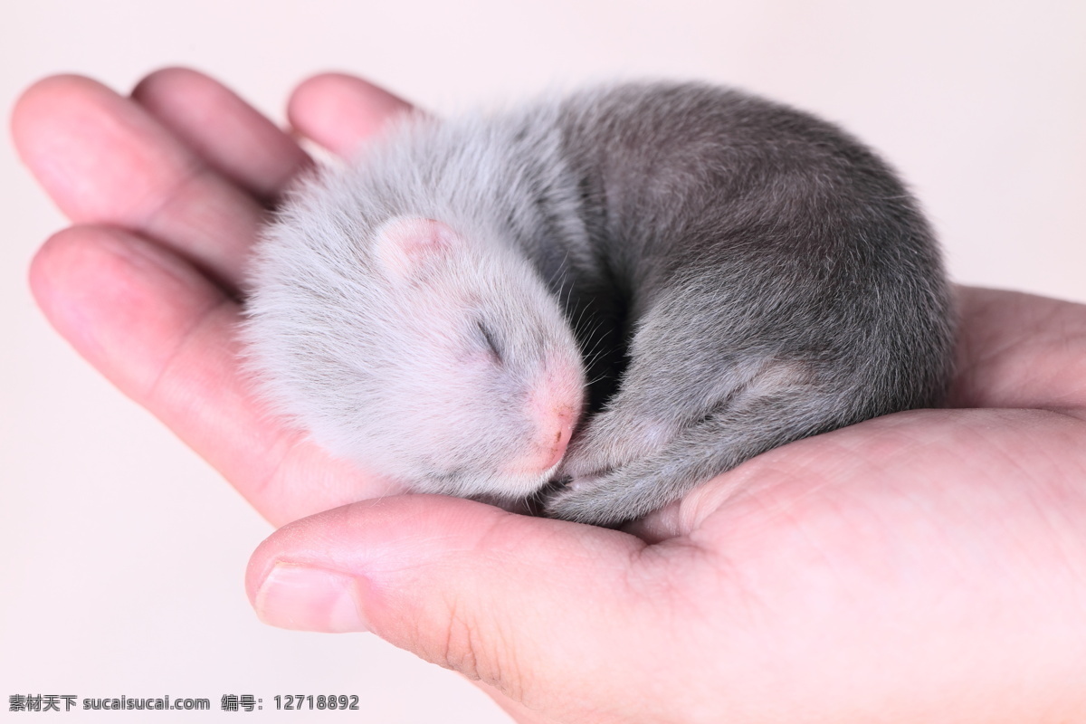 手里 貂 人物 手 貂皮 皮衣原料 陆地动物 生物世界