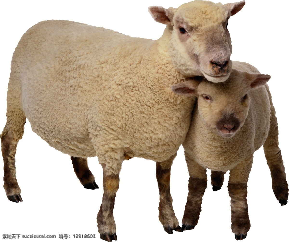 绵羊 羔羊 羊羔 羊毛 动物世界 动物 动物素材 野生动物 山羊 羊群 牧羊 放羊 羊 生物世界 其他生物