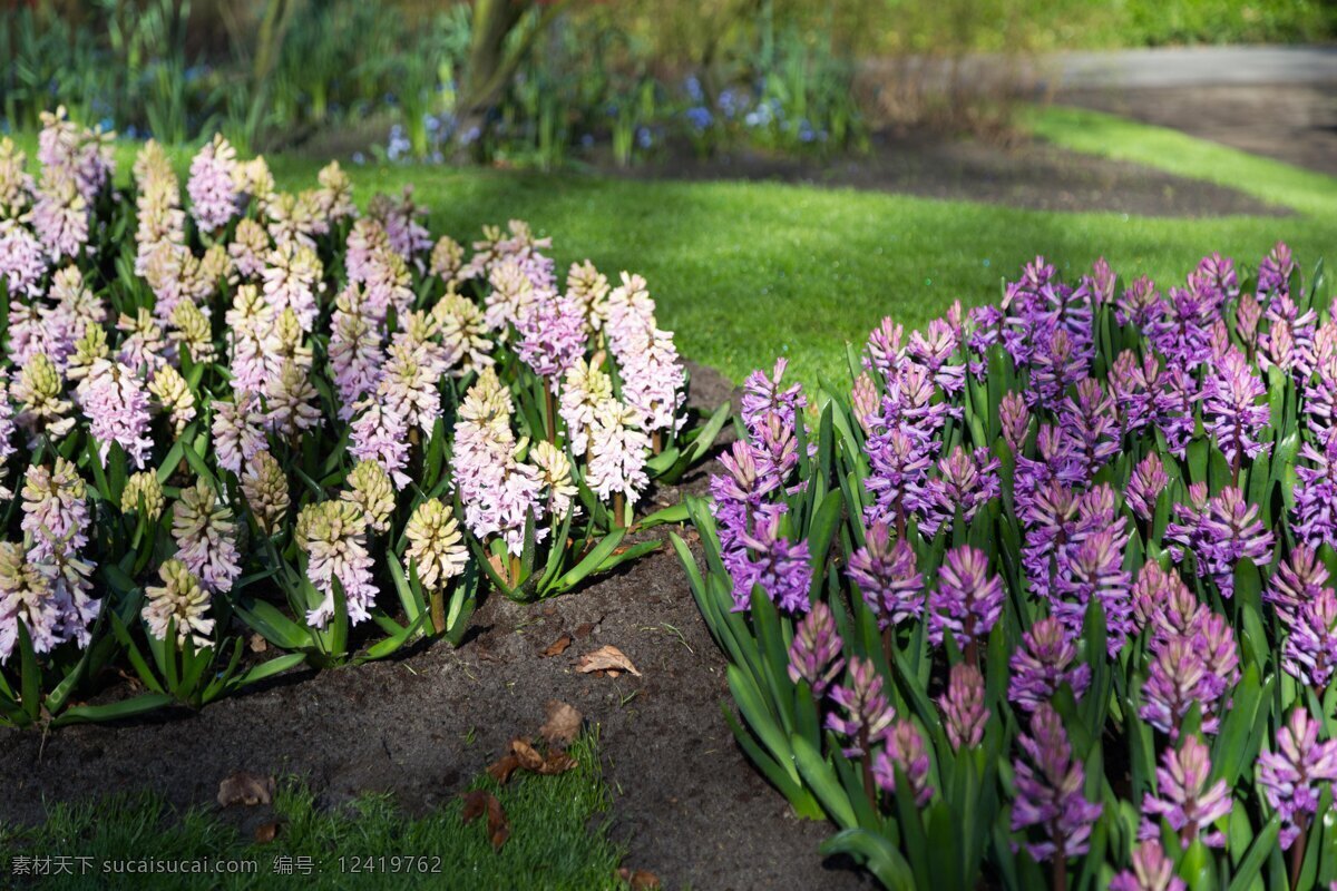 风信子 荷兰 花草 库肯霍夫 库肯霍夫公园 欧洲 花田 紫色风信子 白色风信子 生物世界 黑色