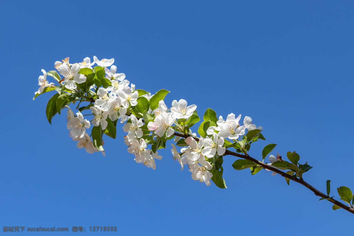 苹果花 苹果 鲜花 花朵 水果 海棠 植物 花 春天 园林 花卉 自然 生物世界 花草