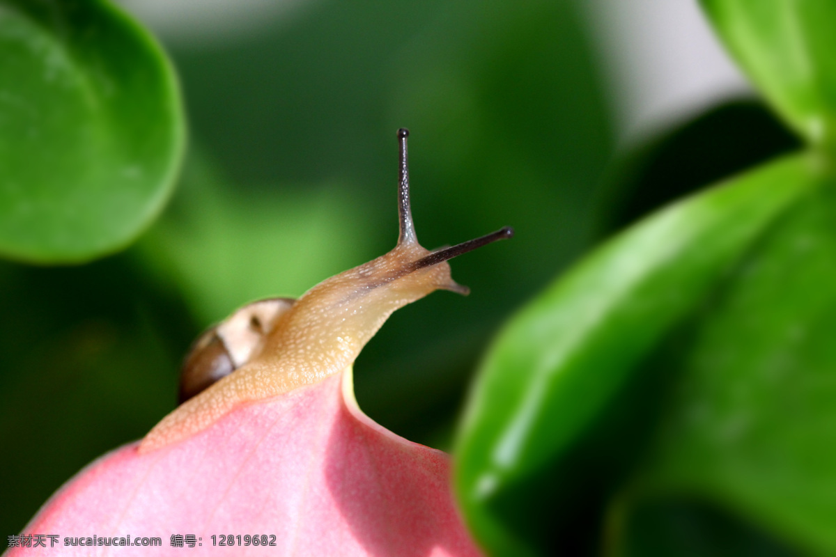 昆虫 生物世界 蜗牛 精美昆虫 红掌 微距摄影 昆虫的造型