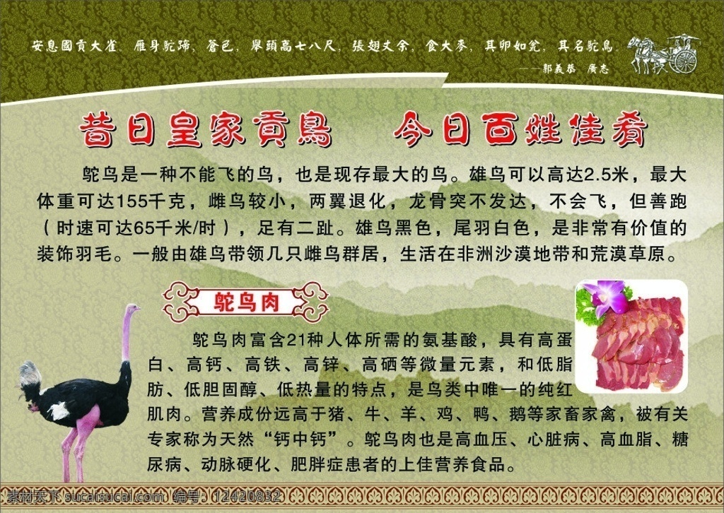 鸵鸟肉 鸵鸟 肉 贡鸟 古典 美食 传单 dm宣传单 矢量