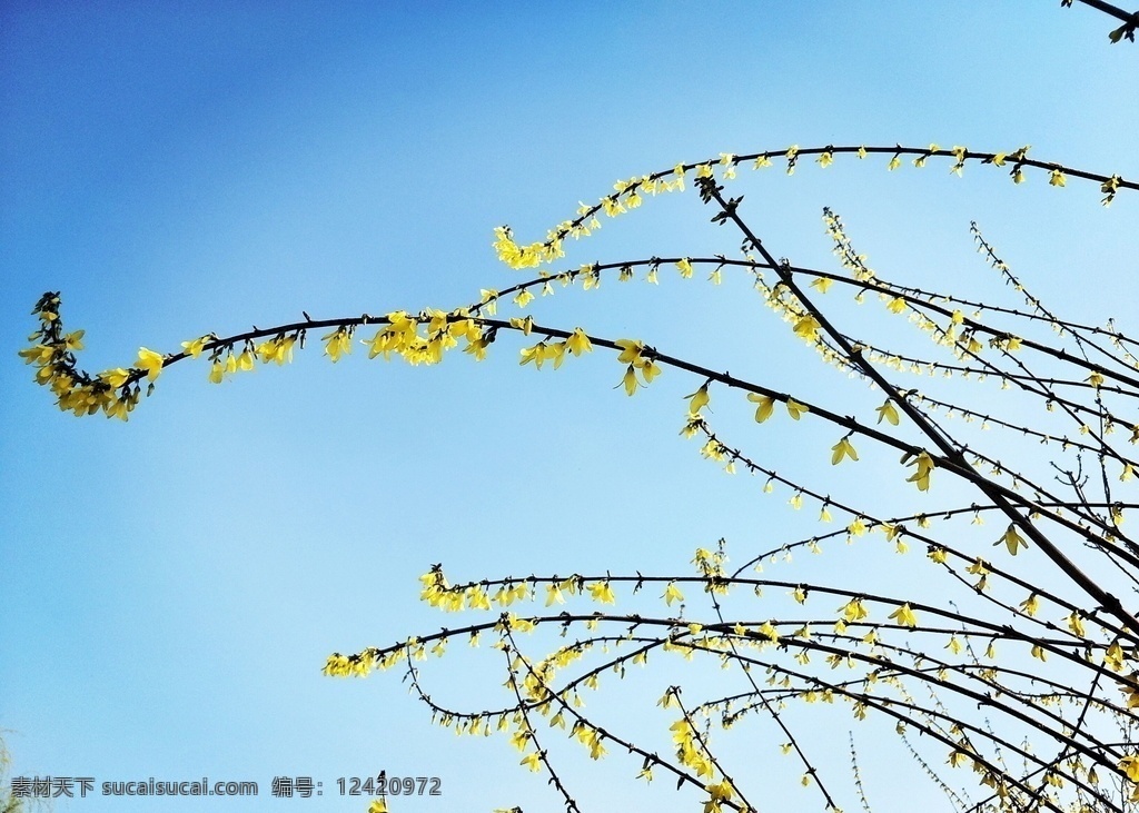 迎春花 蓝天 唯美 美景 美图 生物世界 花草