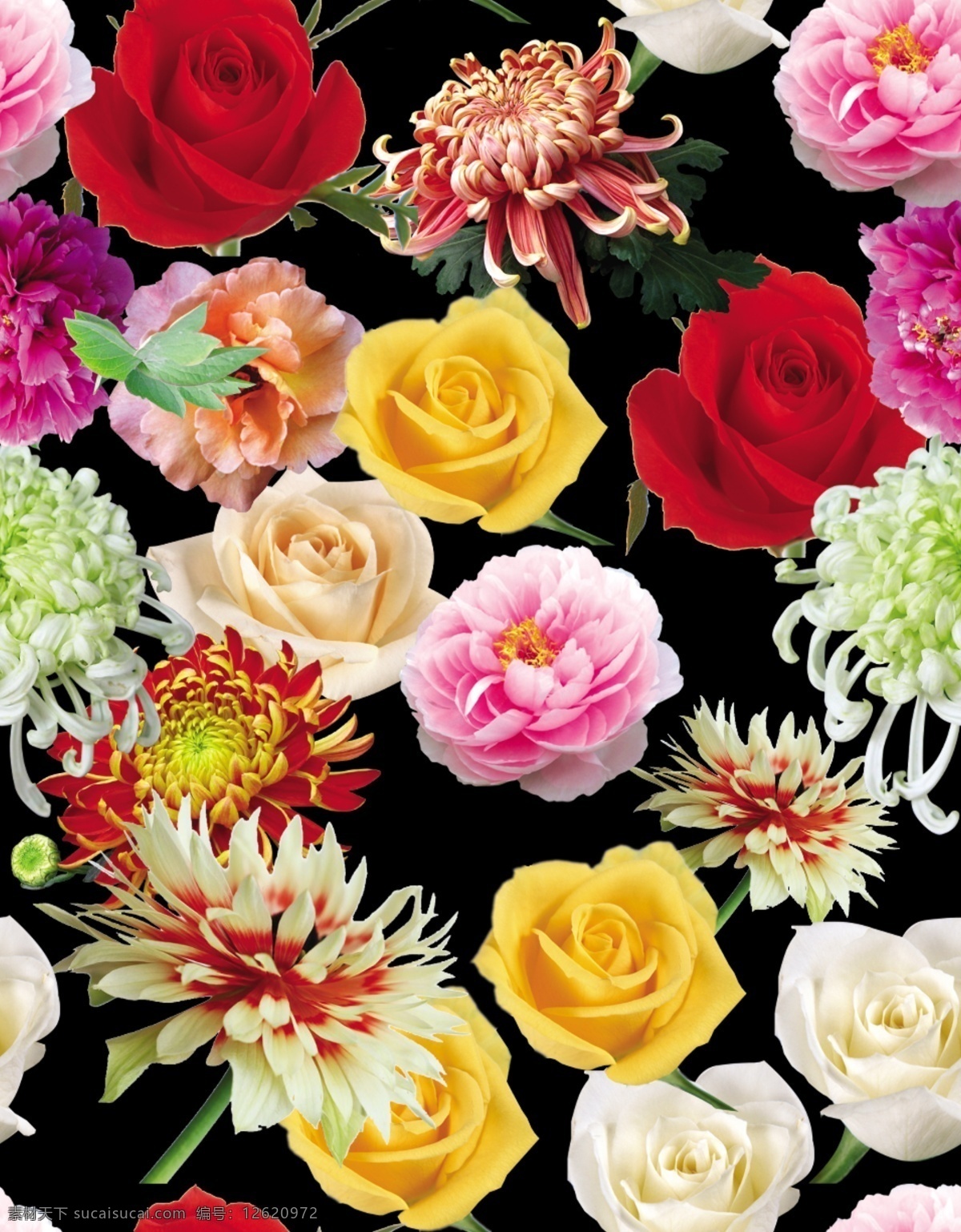 艳丽之花 玫瑰花 菊花 花型 印花图案 循环图 黑色