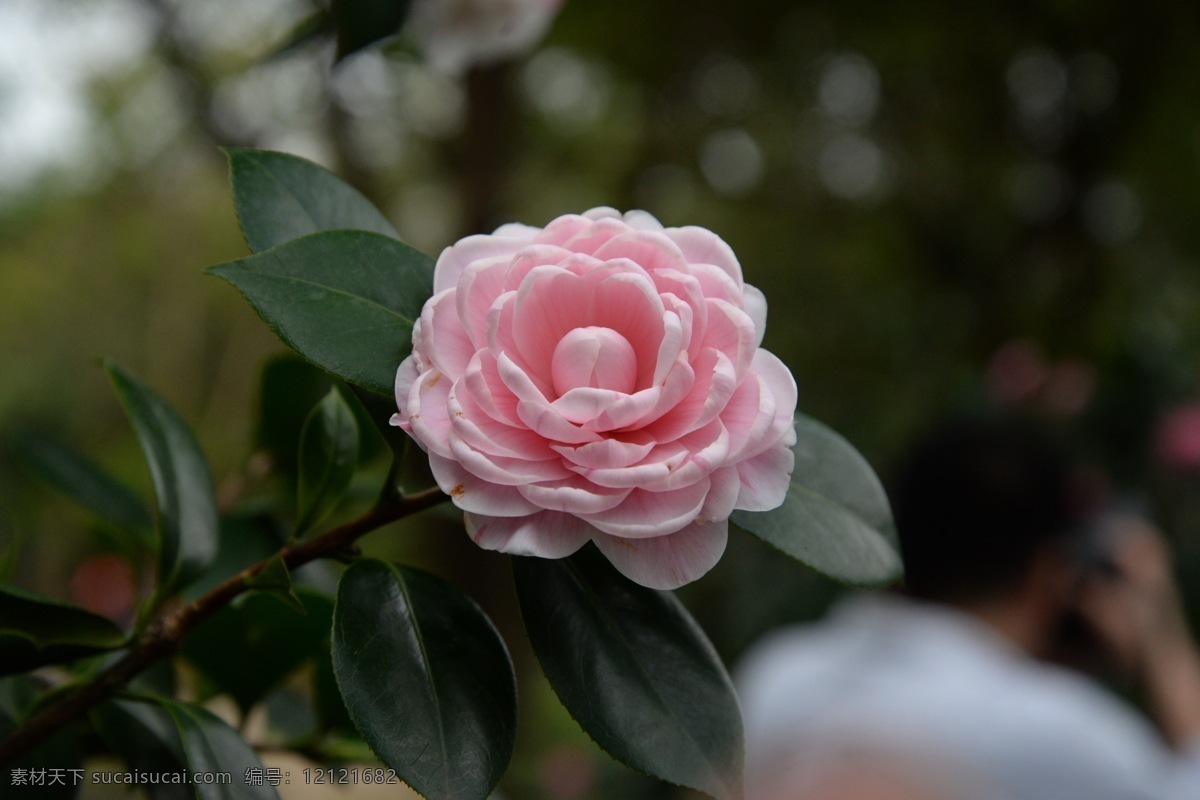 茶花 山茶花 耐冬花 杜鹃花目 山茶科 山茶属 生物世界 花草