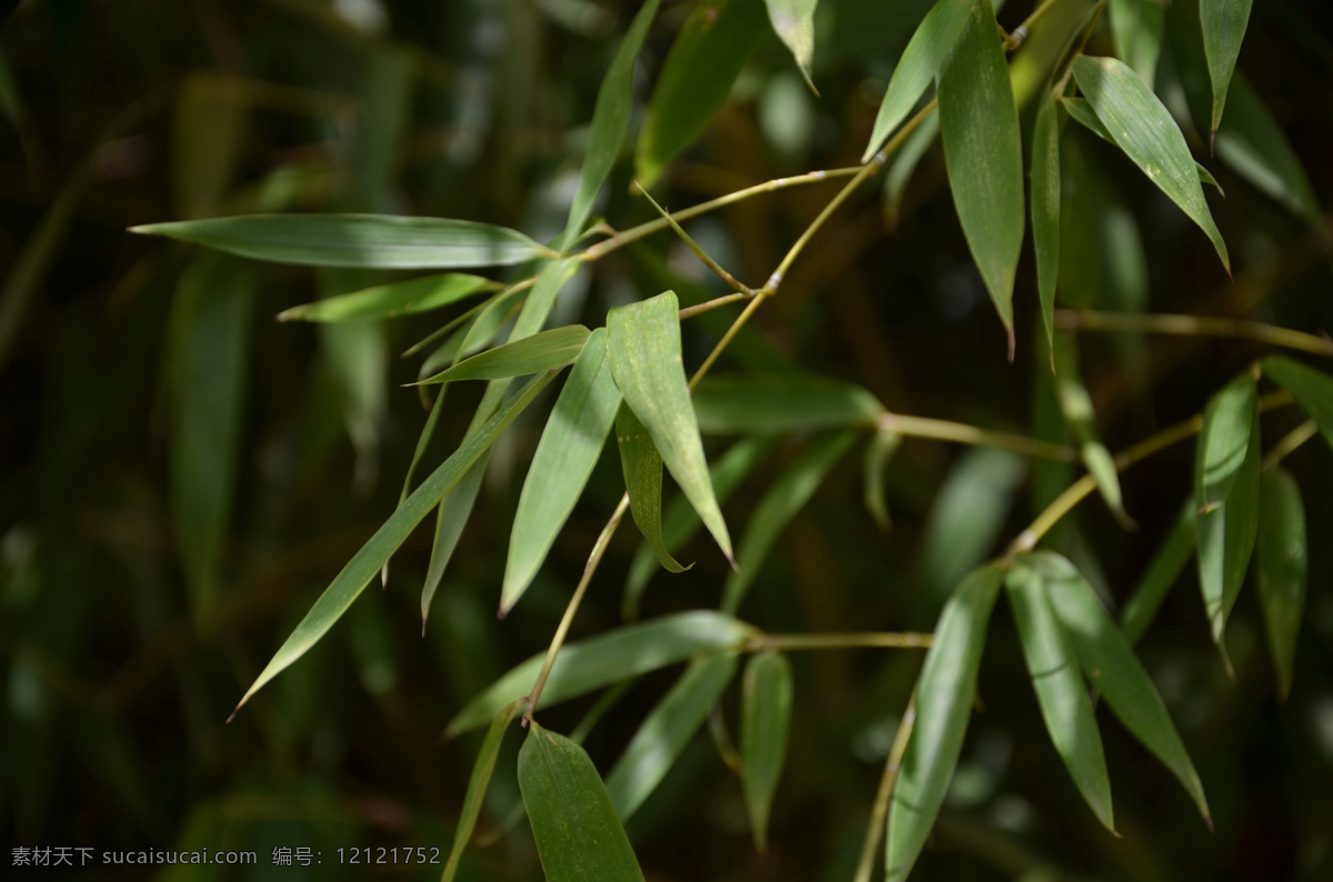 竹叶 绿色 植物 黑色 背景 静物 安静 竹子 桌面 生物世界 树木树叶