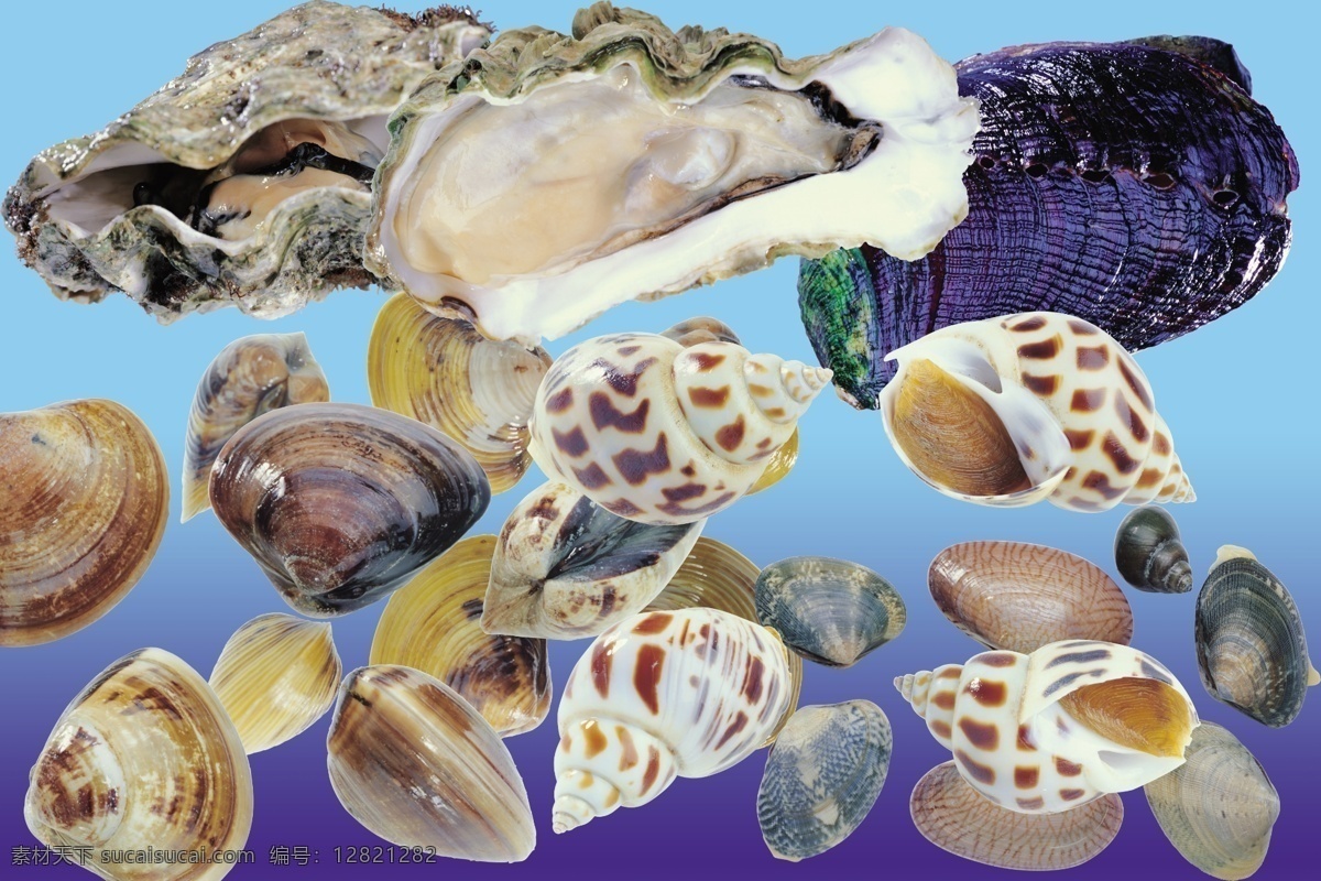 贝类 牡蛎 蛤蜊 贝壳 蛤 海鲜 食材 分层 源文件
