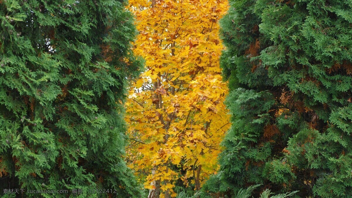 绿色 黄色 背景 叶子 森林 树木 山水风景
