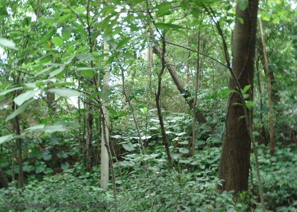 广州茂密丛林 树枝 丛林 树叶 绿叶 自然风景 自然景观
