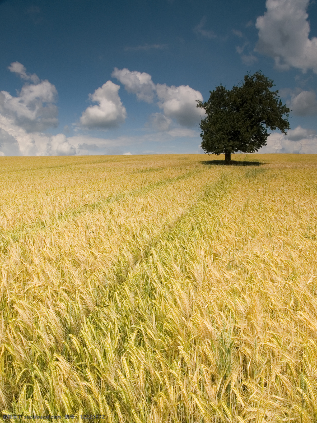 成熟的麦地 谷物 天空 地面 树 农业 谷类植物 小麦 夏季 黄色 农场 云景观 成熟 作物 耕地 五彩 有机 食品 旅游摄影 自然风景