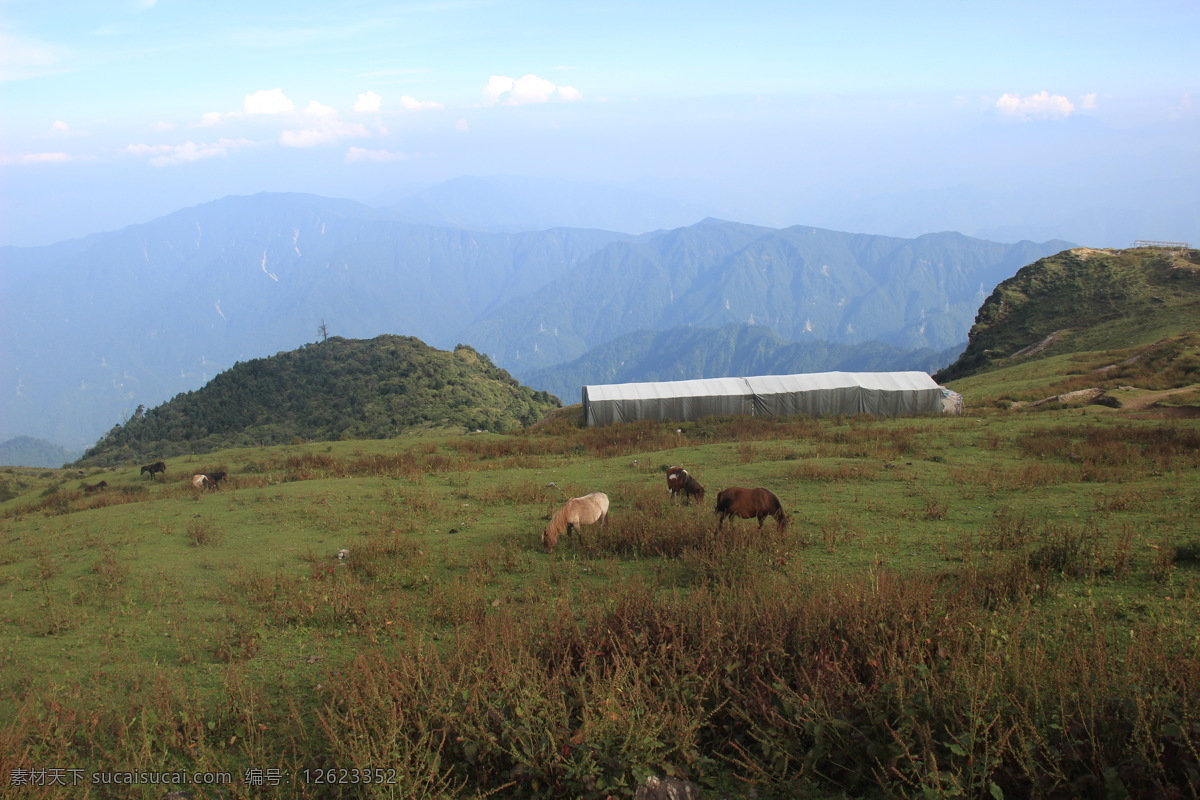 牛蓝天草地 牛 蓝天 草地 白云 天空 自然景观 自然风景