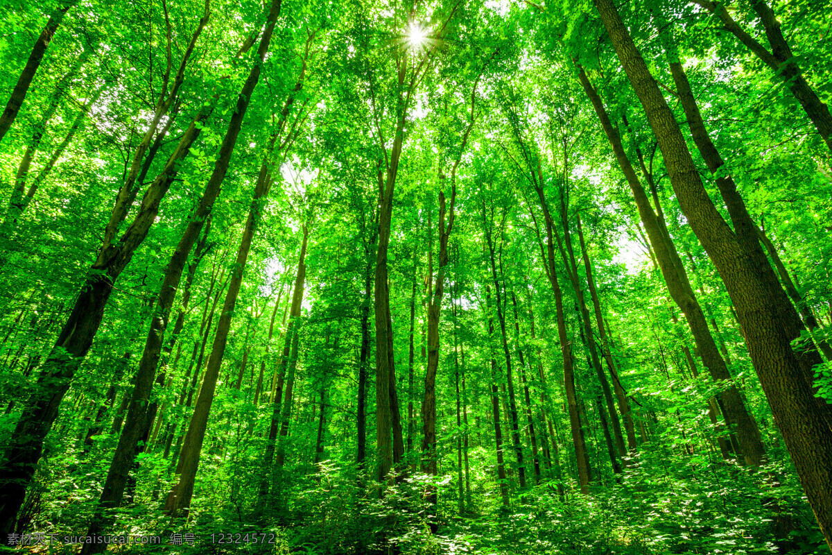 唯美 风景 风光 旅行 自然 秦皇岛 公园 奥林匹克公园 树林 生物世界 树木树叶