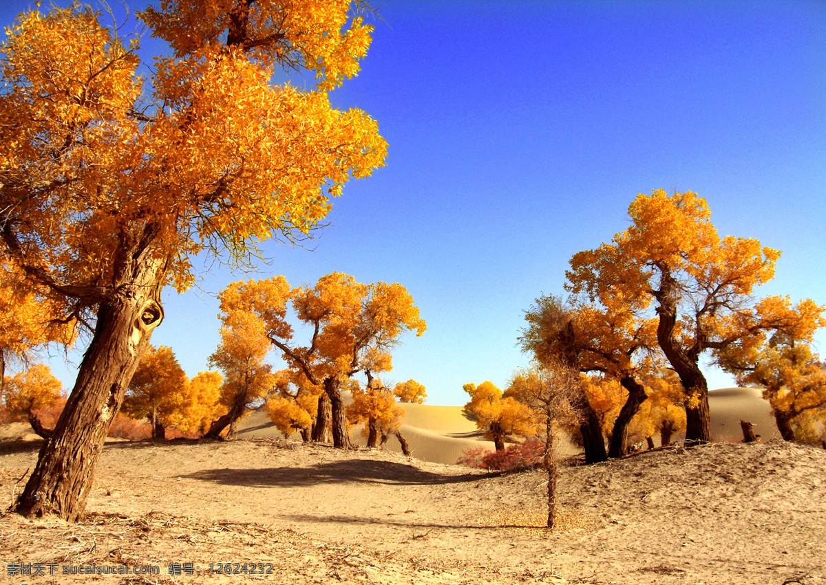 胡杨树林 胡杨 沙漠 自然景观 自然风景 摄影图库