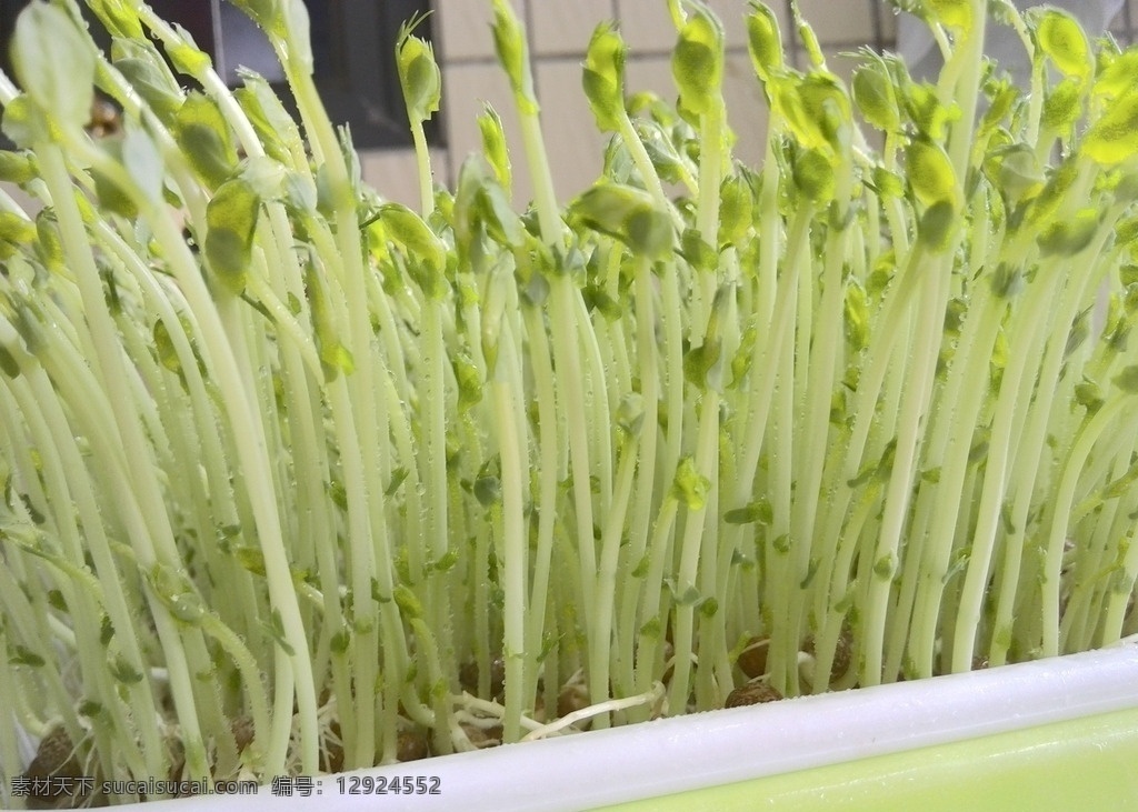 嫩芽苗 芽苗 芽菜 嫩芽 发芽 小苗 小芽 植物 初生 豆芽 豆苗 生物世界 花草