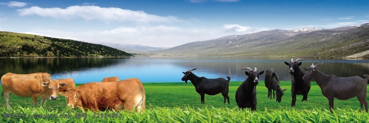 牛羊风景 风景 山 水 牛 羊