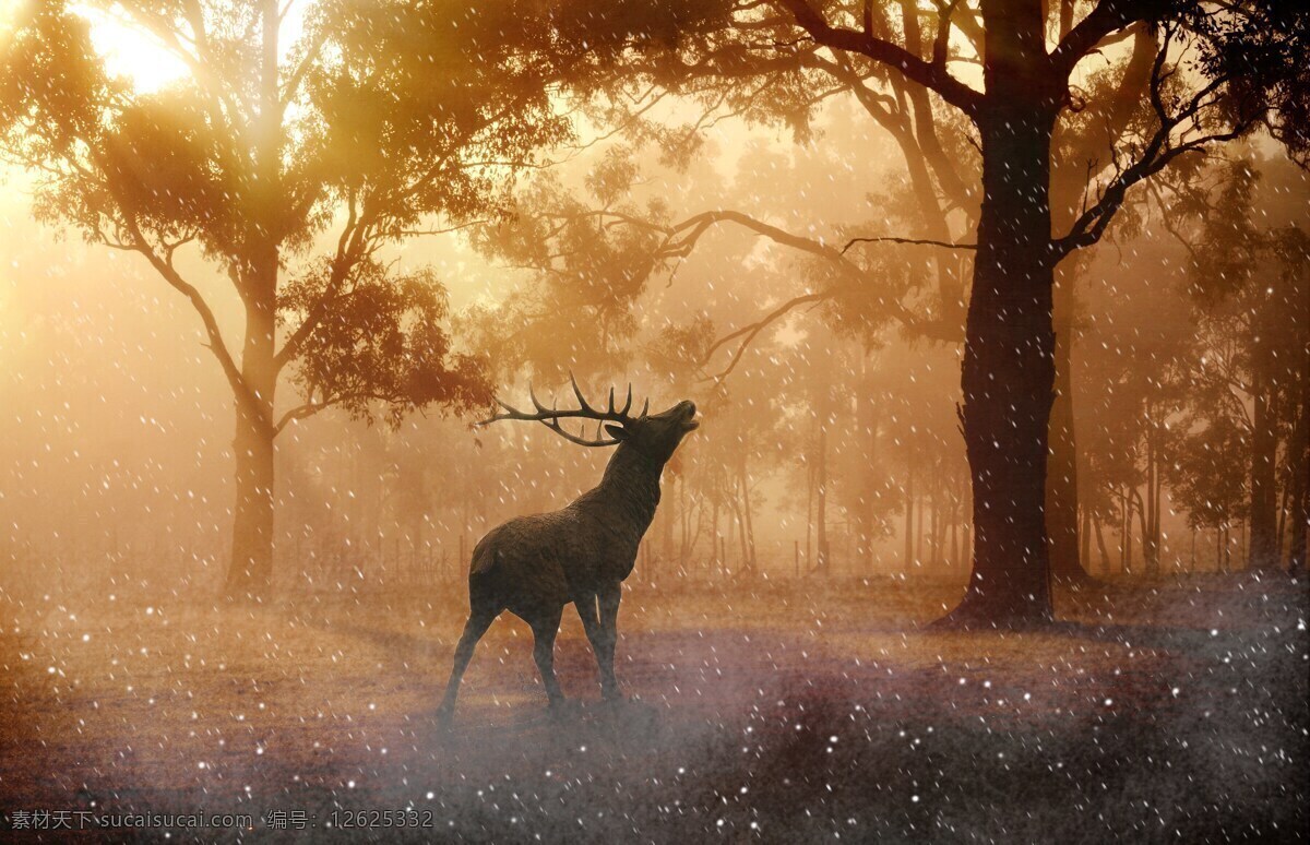 野生 鹿茸 森林 草地 阳光 原始森林 神鹿 鹿 幽静 树 虚幻之境 生物世界 野生动物