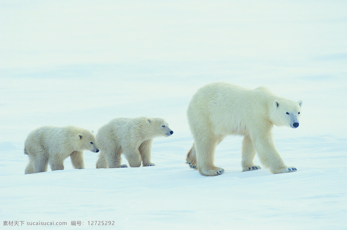 北极熊 动物 野生动物 北极 母熊和小熊 陆地动物 生物世界