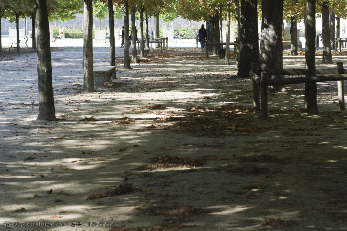 自然风光 摄影图片 大树 树林 道路 公路 公园 花草树木 生物世界