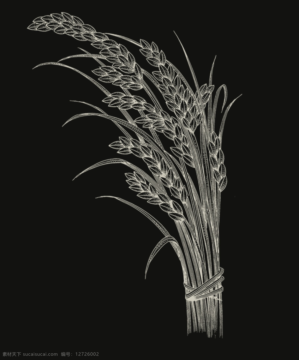 麦穗剪影 银色麦穗 小麦 麦穗素材 标识 生物世界