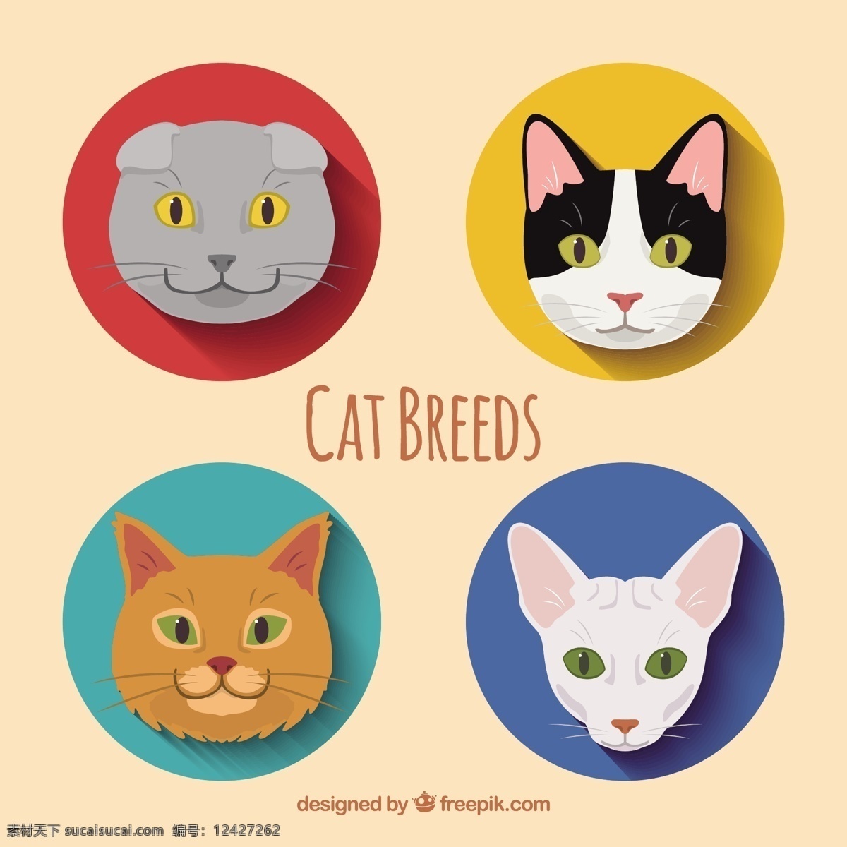 猫的品种包 猫 动物 宠物 圈 包 波斯 狗 白色
