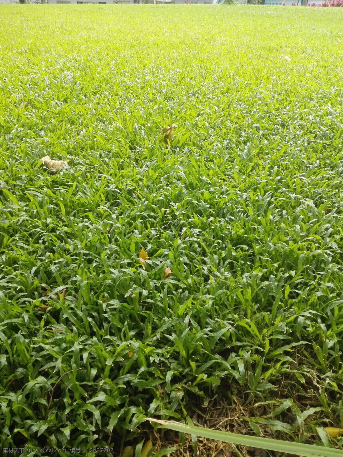 草坪 草 青草 小草 草地 野草 杂草 植物 背景 绿草 花 生物世界 花草