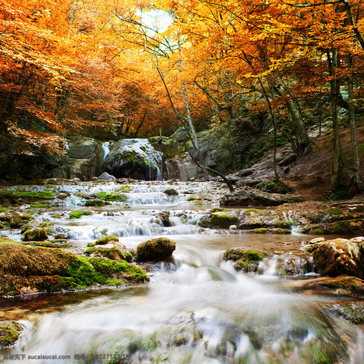 秋天 美景 枫叶 枫树林 落叶 黄叶 叶子 树叶 树林 河流 风景 山水风景 风景图片