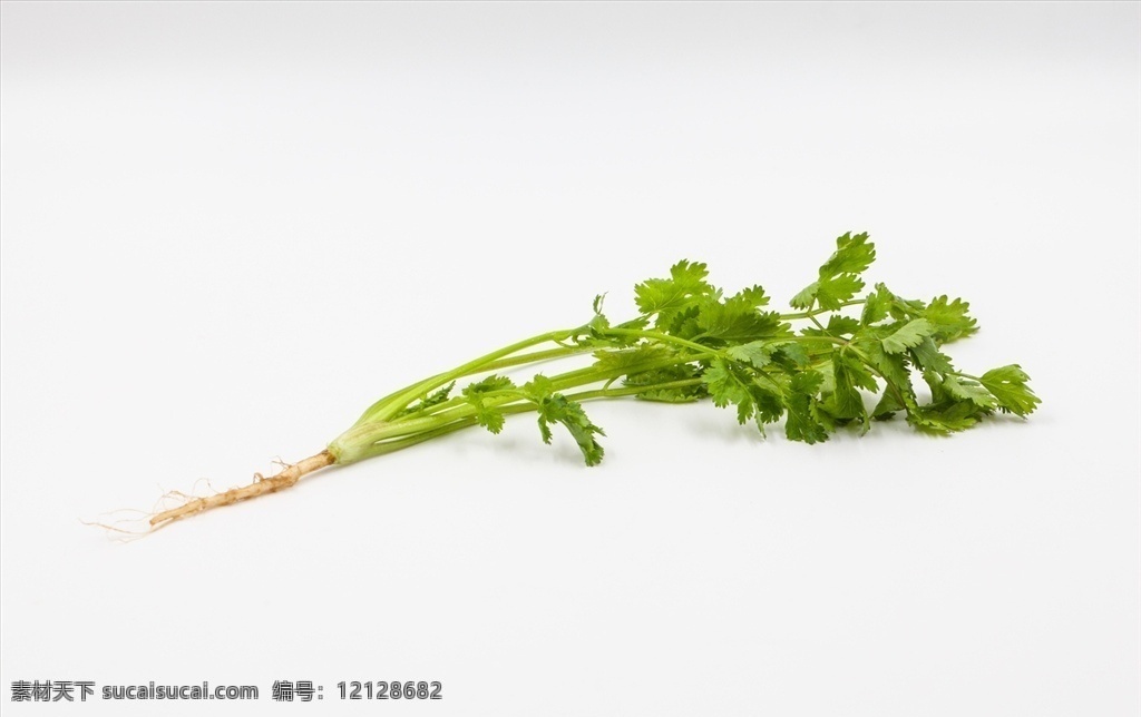 香菜 芫荽 食物 食材 餐饮美食 食物原料 食物原料01