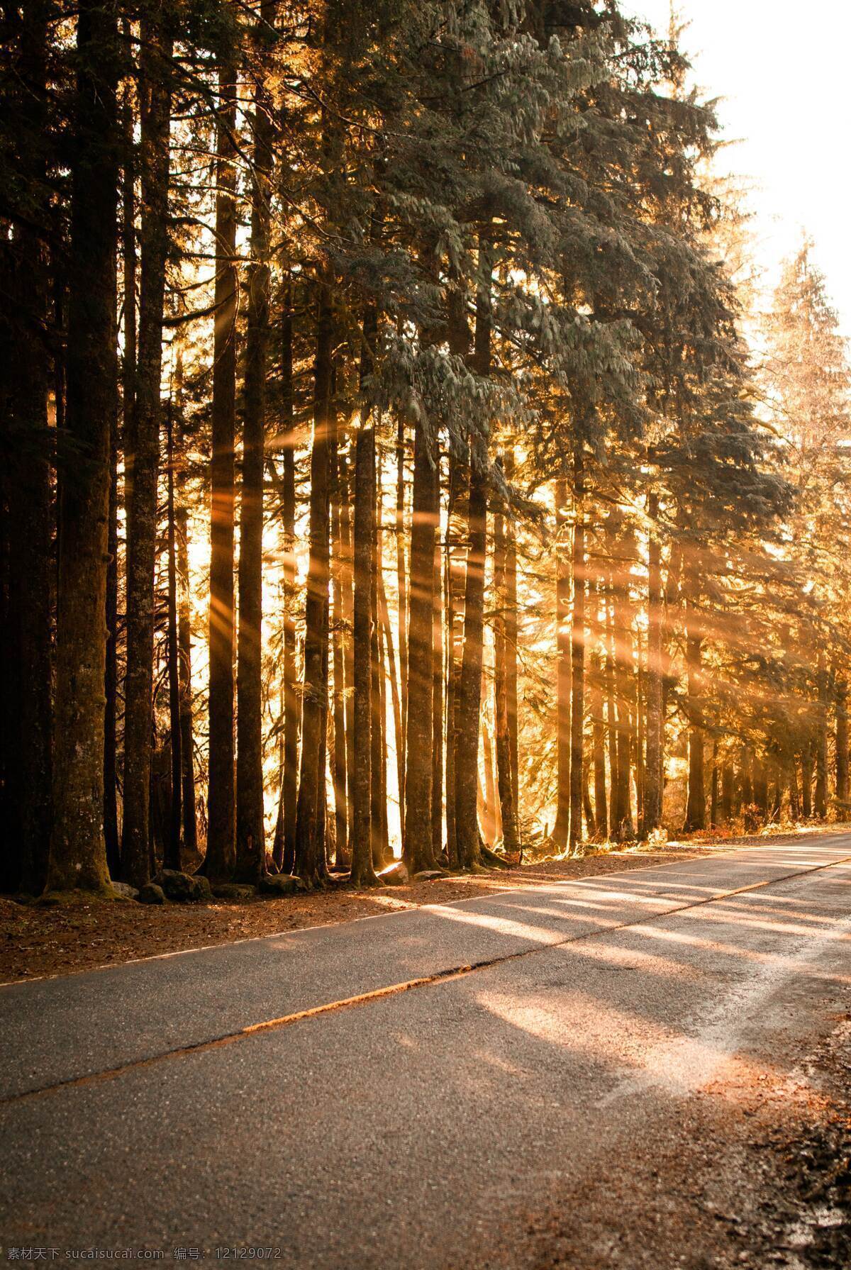 树林 公路 树 阳光 道路 自然景观 自然风景